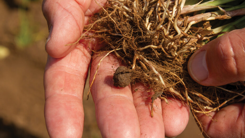 Nutlet