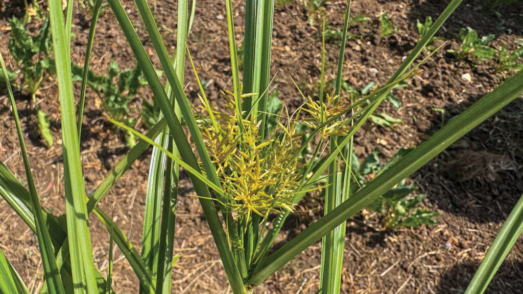 Nutsedge flower