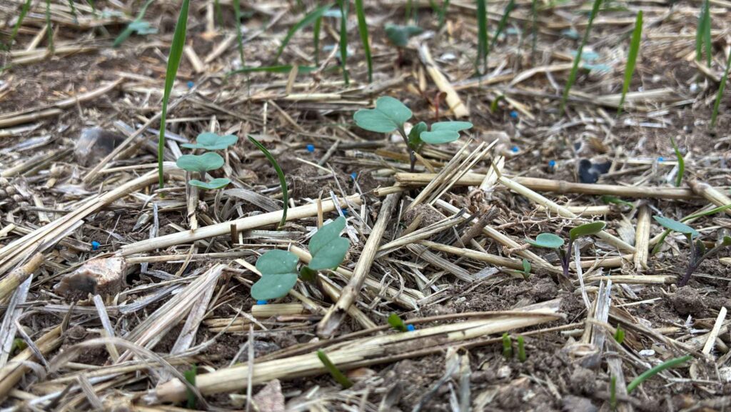 OSR emerging
