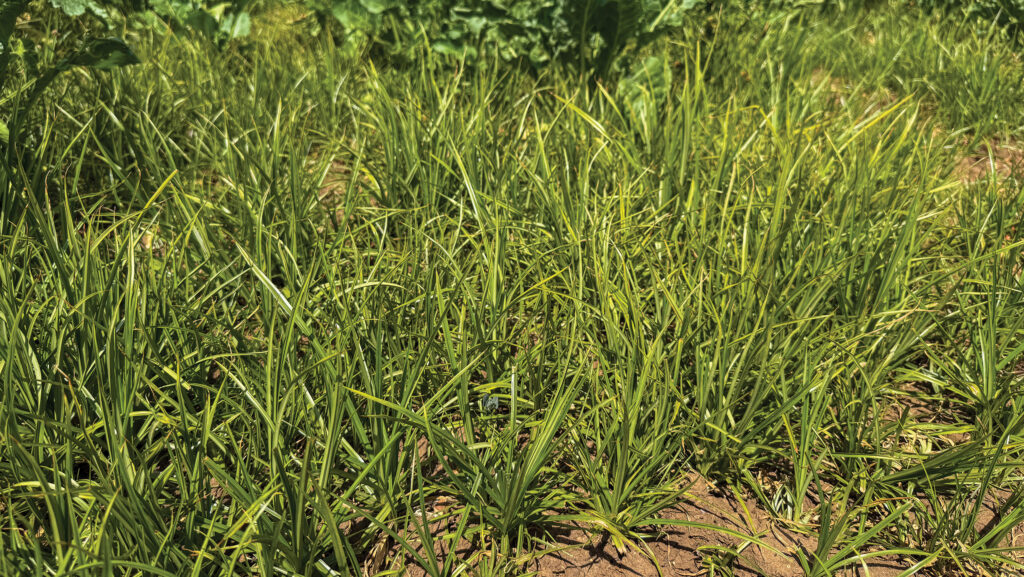 Nutsedge patch in sugar beet