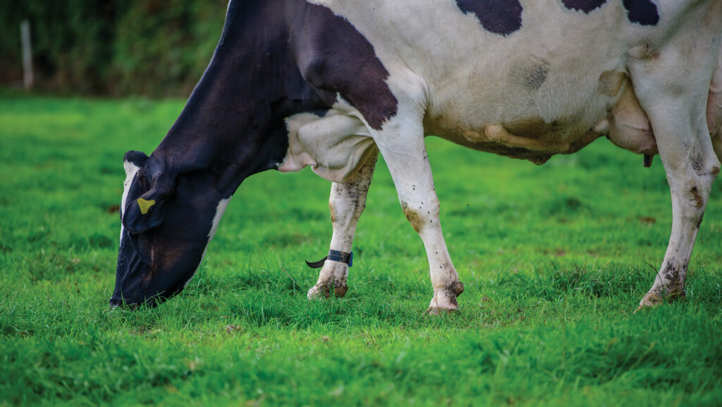 Pedometer on grazing cow