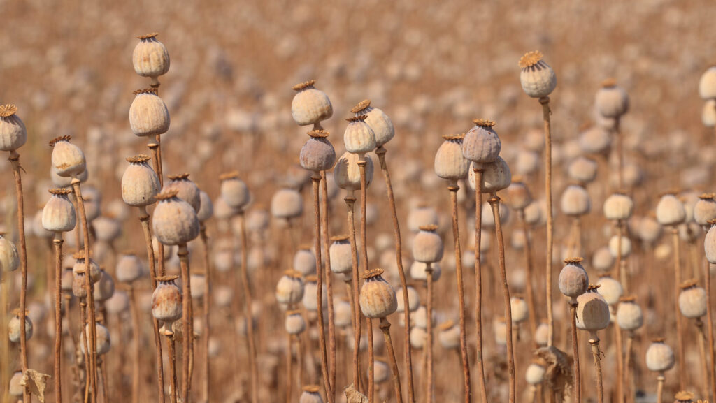 Poppies