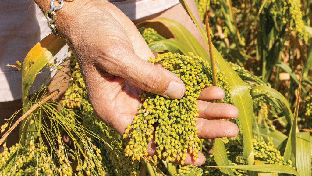 Proso grains