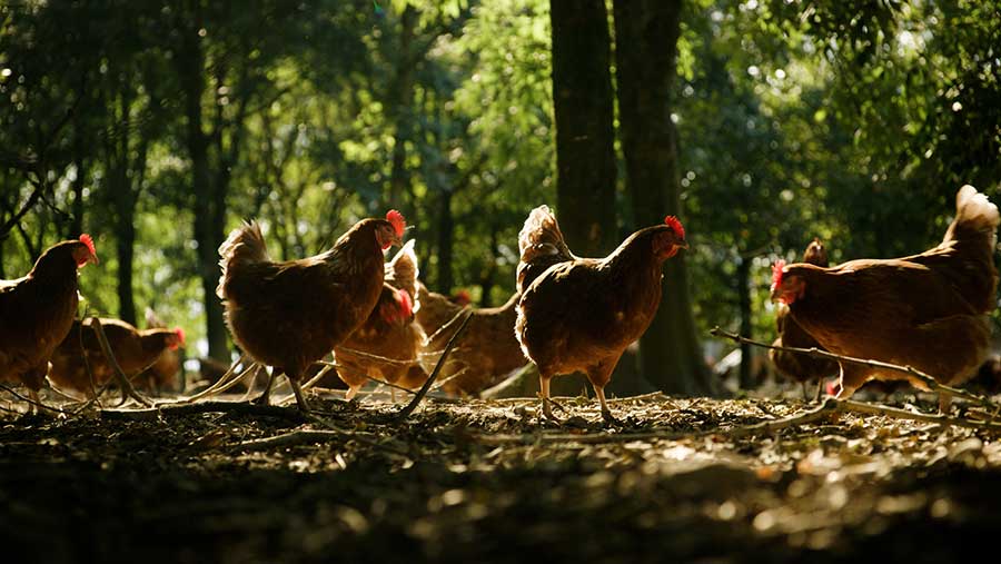 Chickens