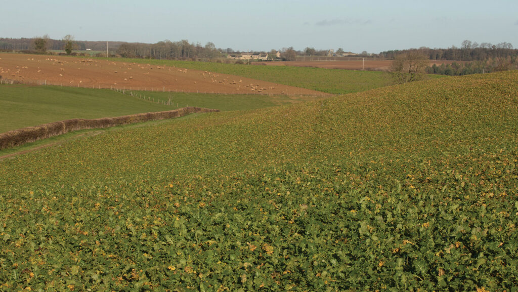 Stubble turnip crop