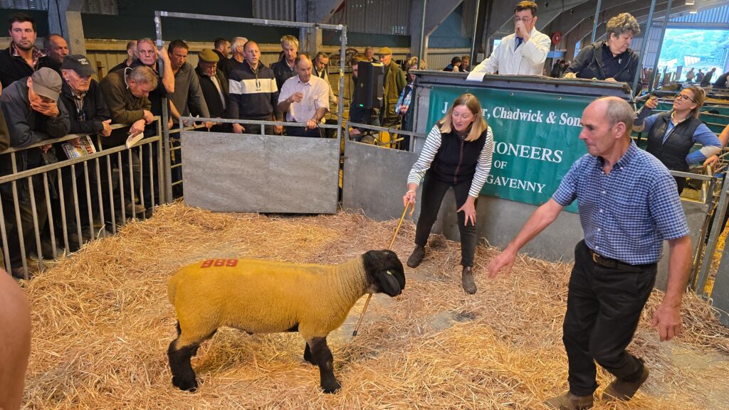 Suffolk sales at NSA ram sale