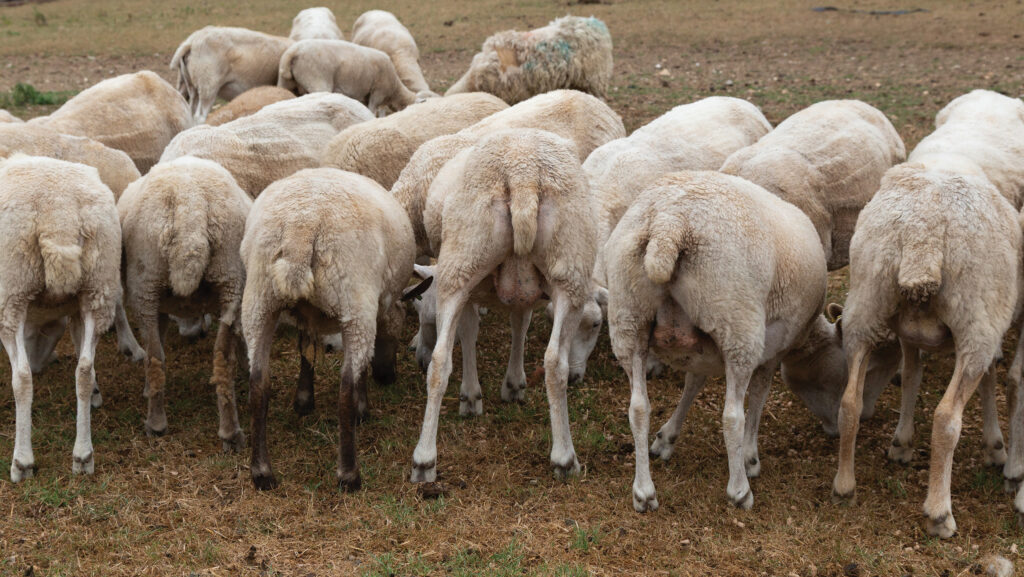 Sheep with tails docked to correct length