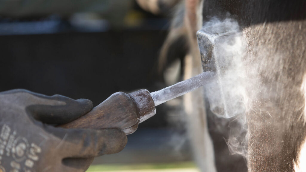 Freeze branding a dairy heifer