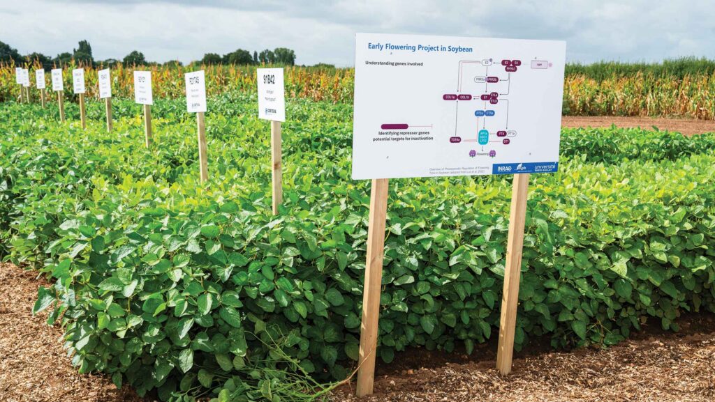 The Corteva soya trial at Wellesbourne © Dare and Hier Media