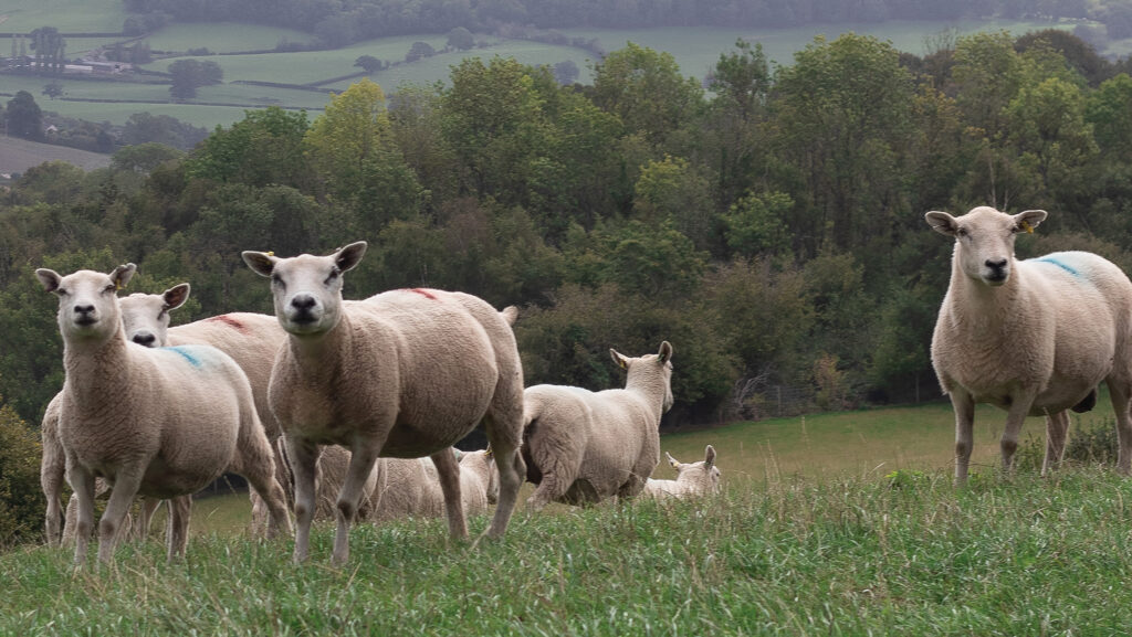 Sheep in field