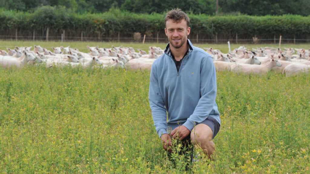 Tudor Roderick with lambs in lucerne