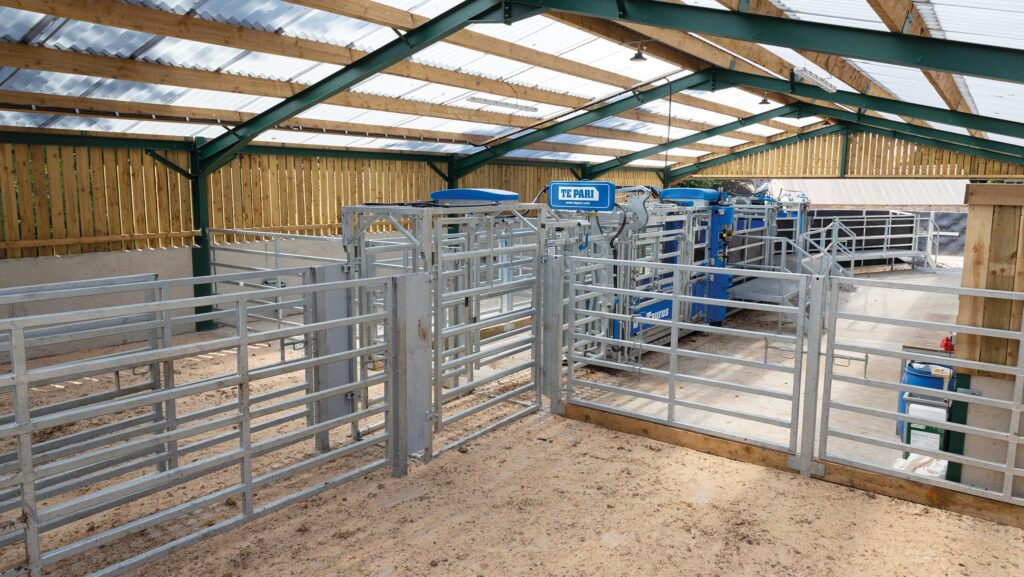 Upper Nisbet cattle handling shed interior