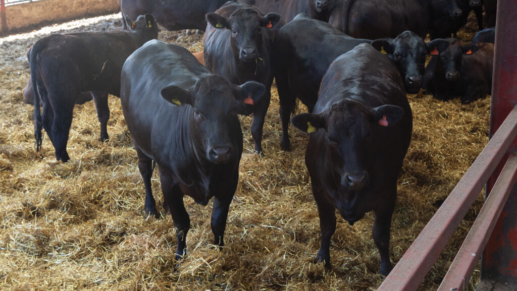 Upper Nisbet heifers in finishing shed next to handling facilities © MAG/Judith Tooth