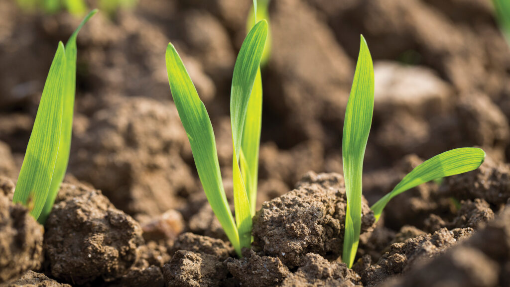 Winter barley