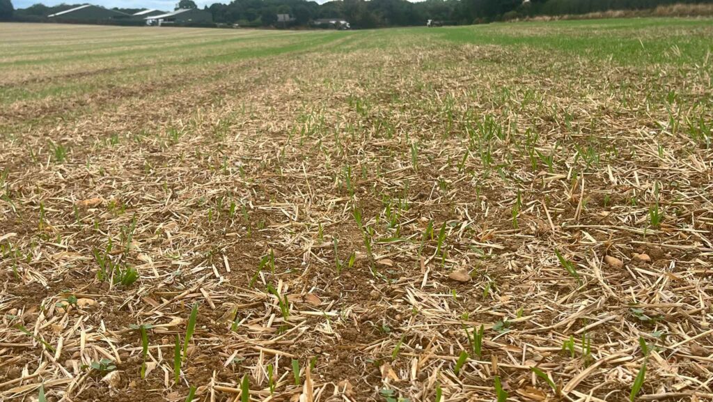 Winter oilseed rape plants poke through the winter barley volunteers at Will Dickinson's farm in Hertfordshire © Will Dickinson