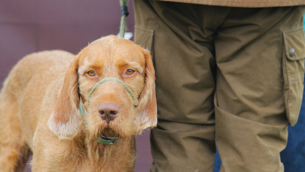 Five-year-old wire-haired Vizsla Woody