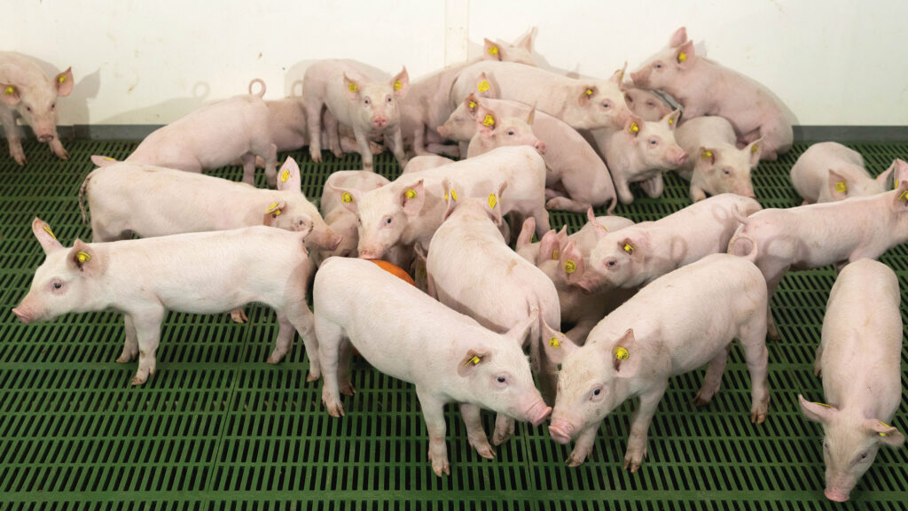Young pigs in shed