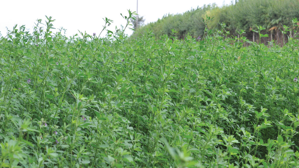 Lucerne crop