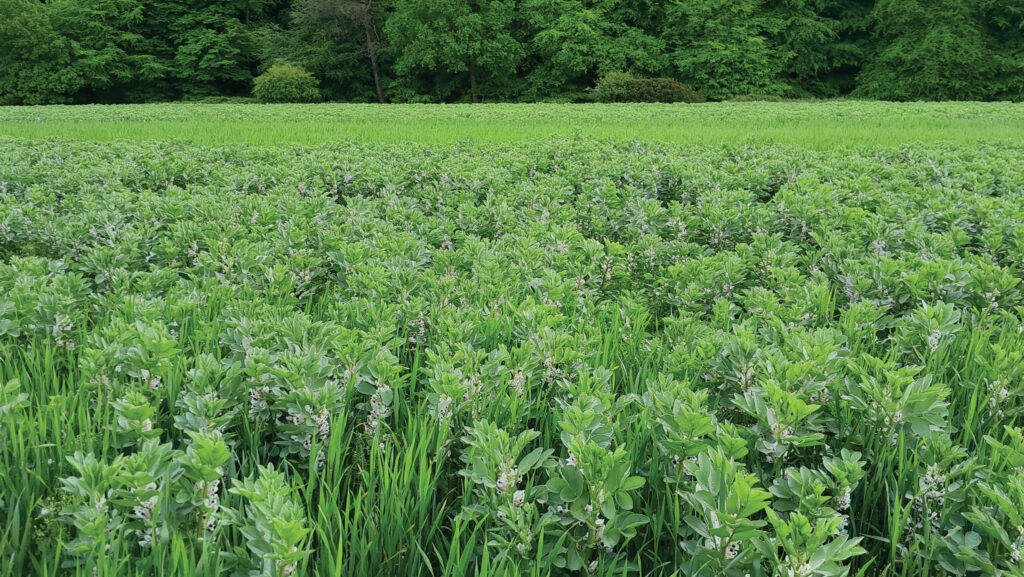 Wheat and beans intercrop