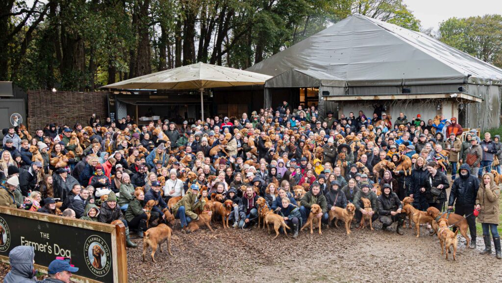 Red Labrador fundraiser crowd and dogs