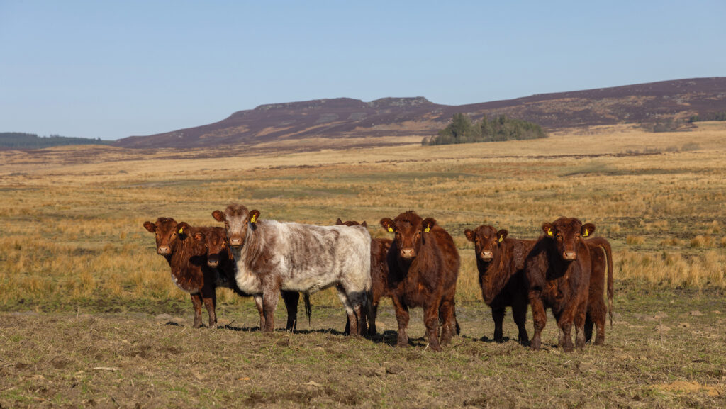 © John Millard/The Wildlife Trusts