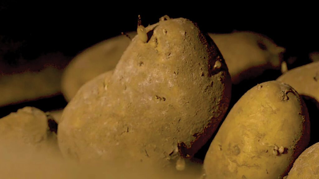 Argos-treated potatoes