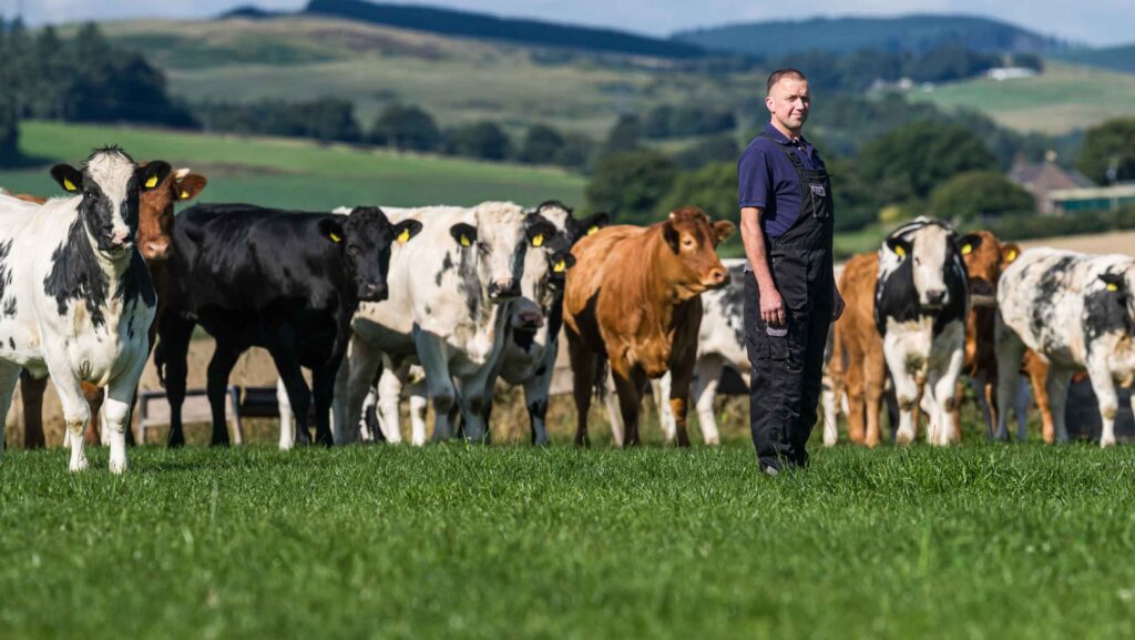 Billy Cuthbertson with beef animals