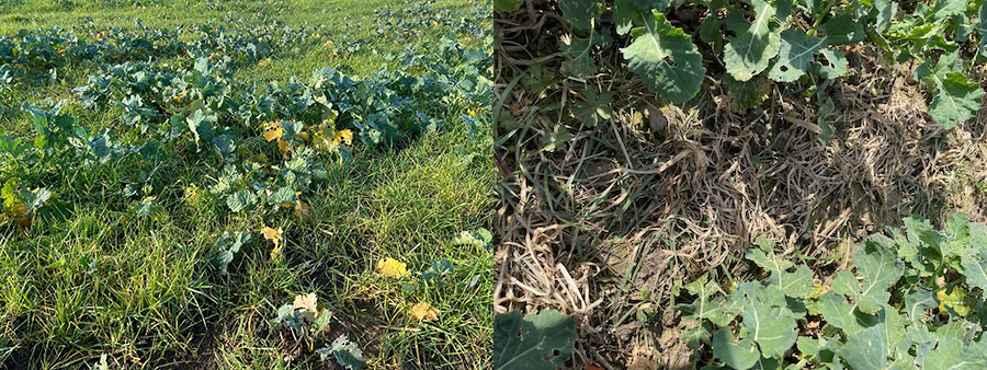 Blackgrass treated and untreated