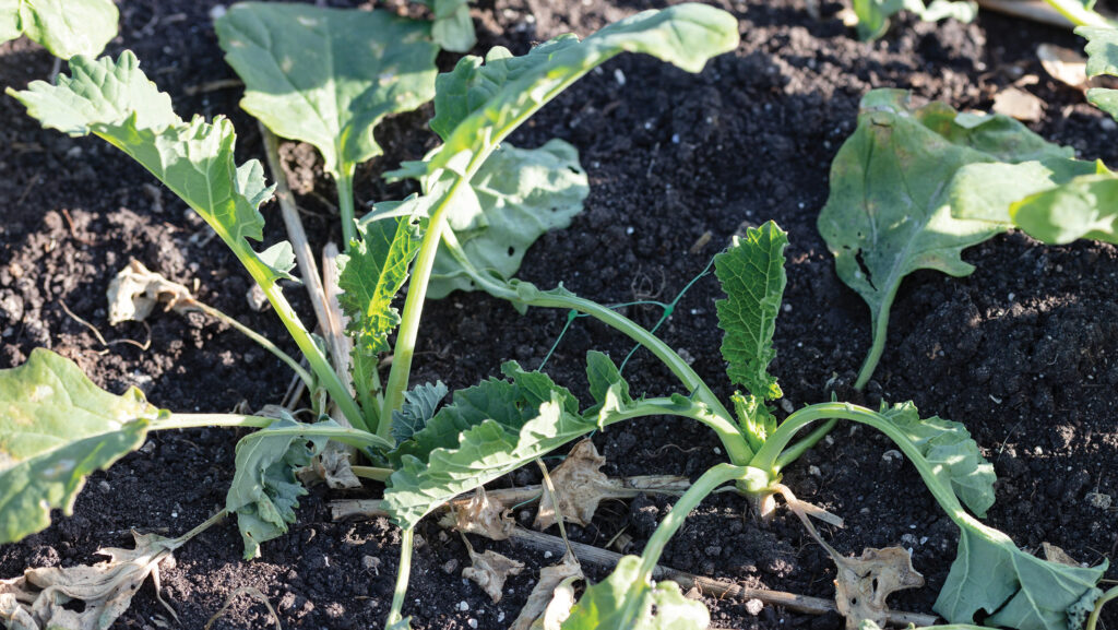 Cabbage root fly damage