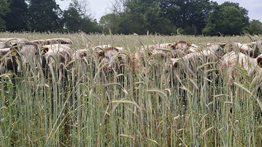 Cattle in a cover crop
