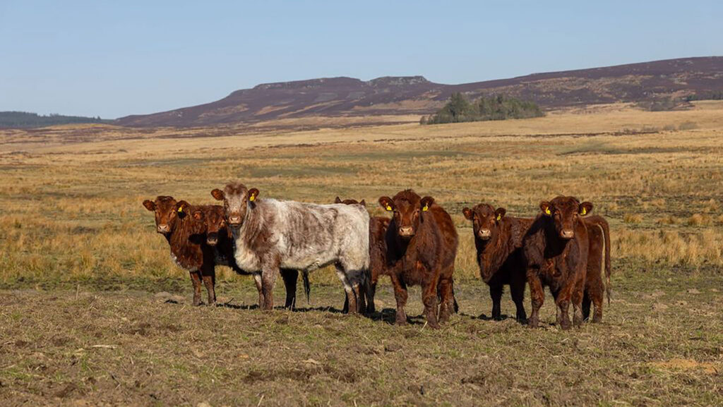 Cattle on the Rothbury Estate © John Millard