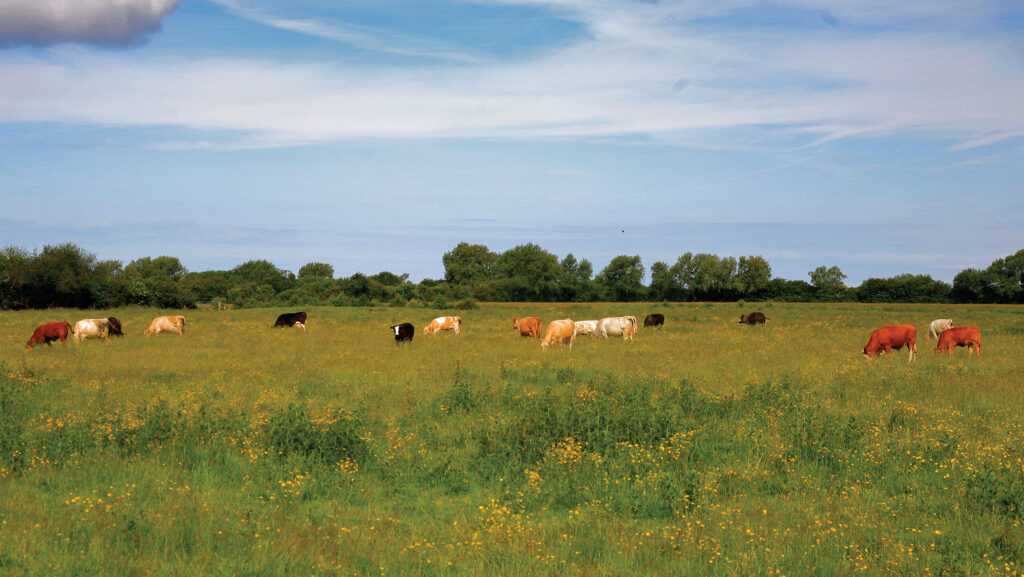 How to put nature on the balance sheet