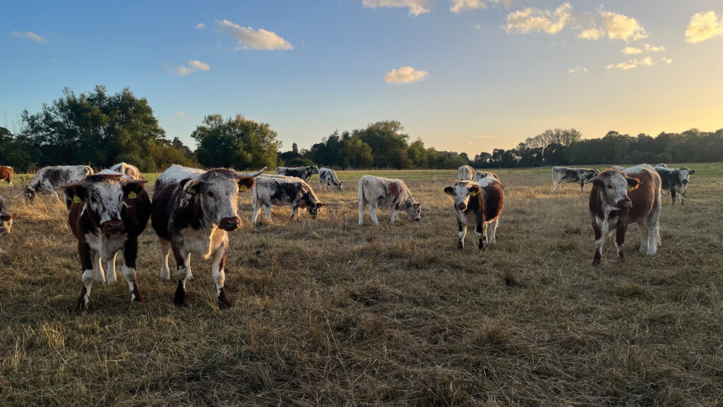 Trees will provide the shelter and shade that the Longhorn cattle will need as the climate changes © Louise Impey
