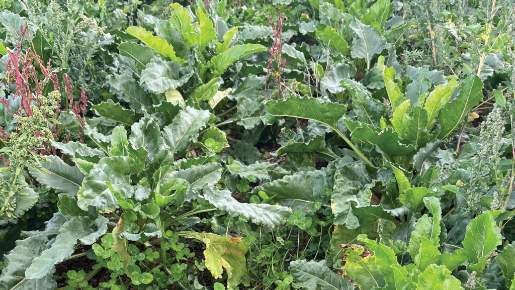 Clover growing with sugar beet