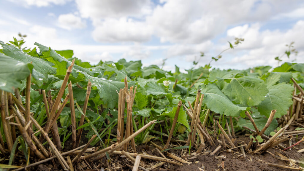 cover crop growing in field