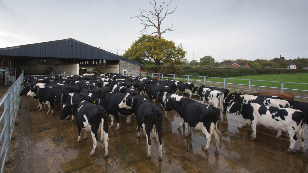 Mastitis in the first 30 days post-calving traces back to dry cow infection © Tim Scrivener