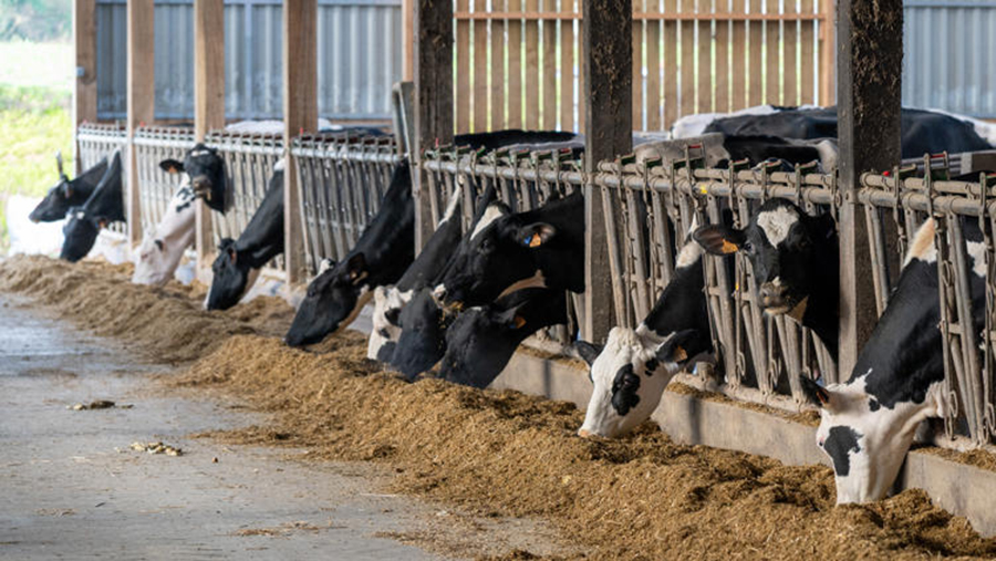 Cows in a barn eating