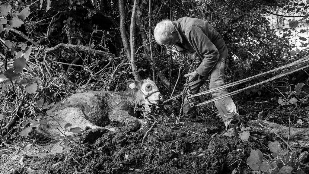Dennis Matheson rescuing calf