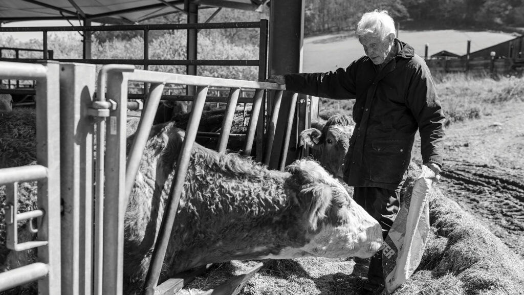 Dennis Matheson feeding cattle