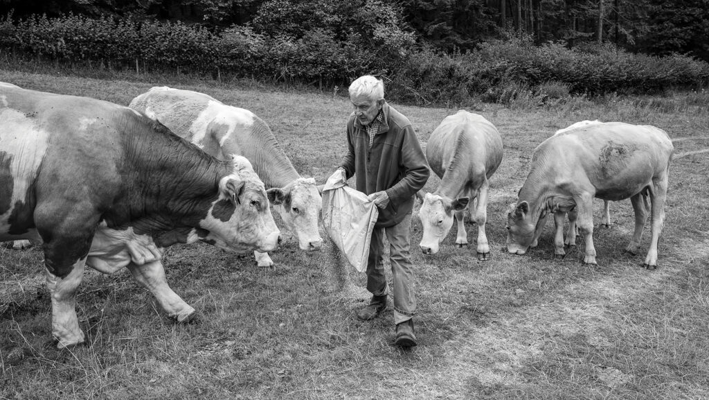 Dennis Matheson feeding cattle