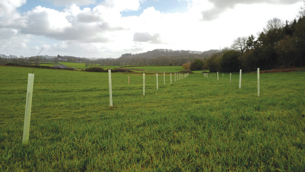 This Wiltshire arable reversion land is providing nutrient mitigation measures through Environmental Farmers Group © EFG
