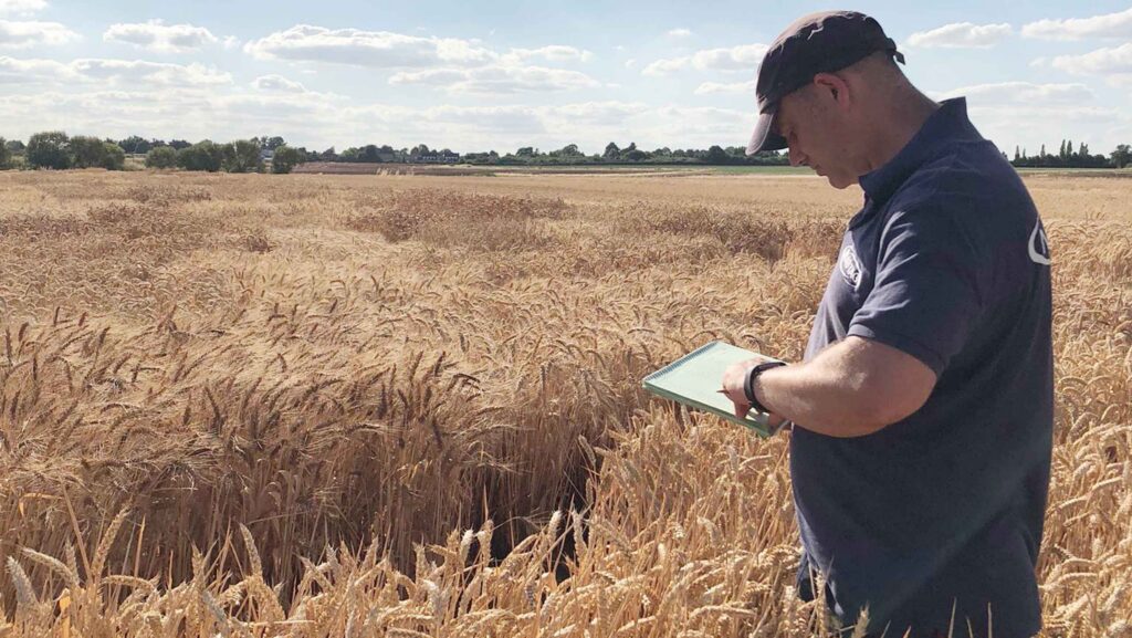 Dr Phil Howden standing in a wheat field