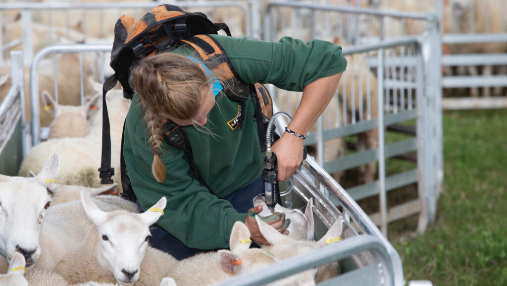 Drenching lambs
