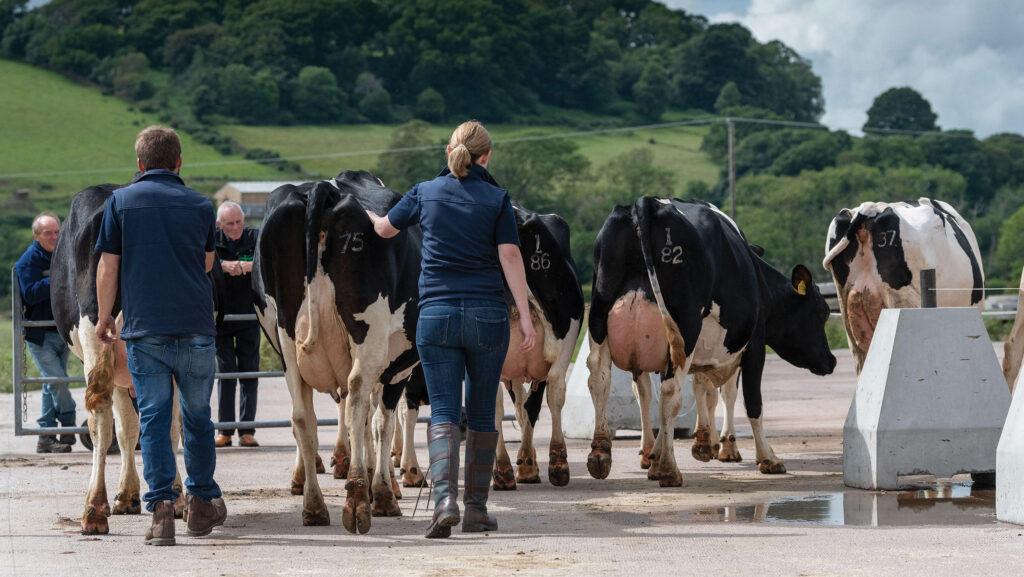 Farmer with cattle