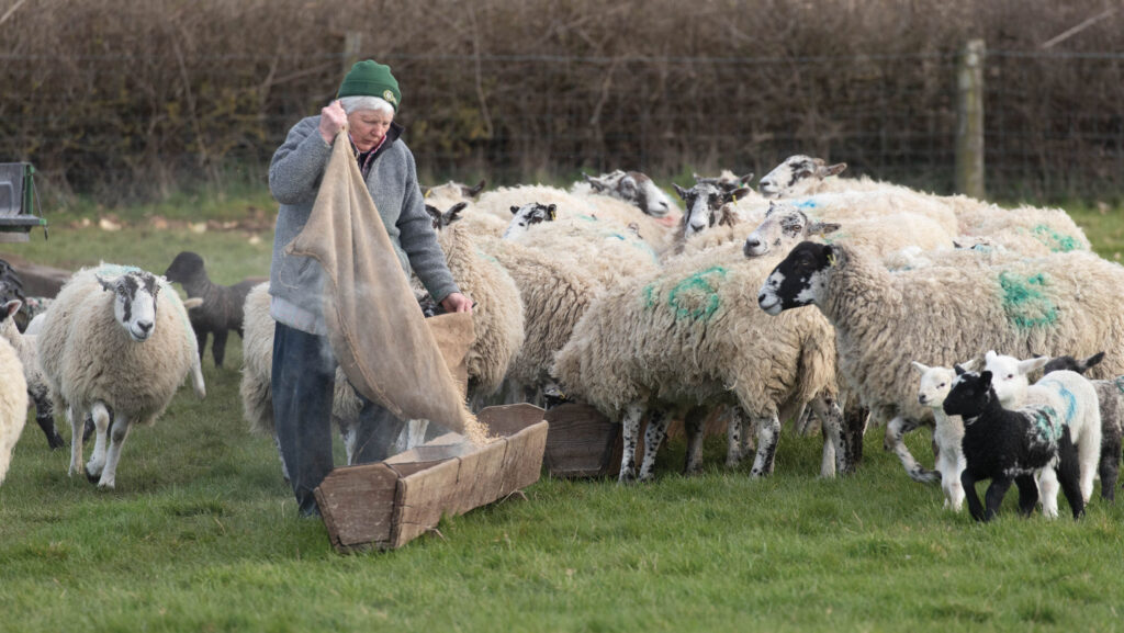 Feeding sheep