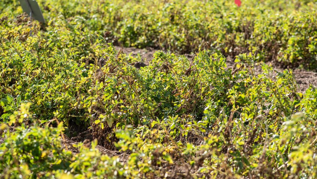 Foliar applied biostimulants © Phil Weedon