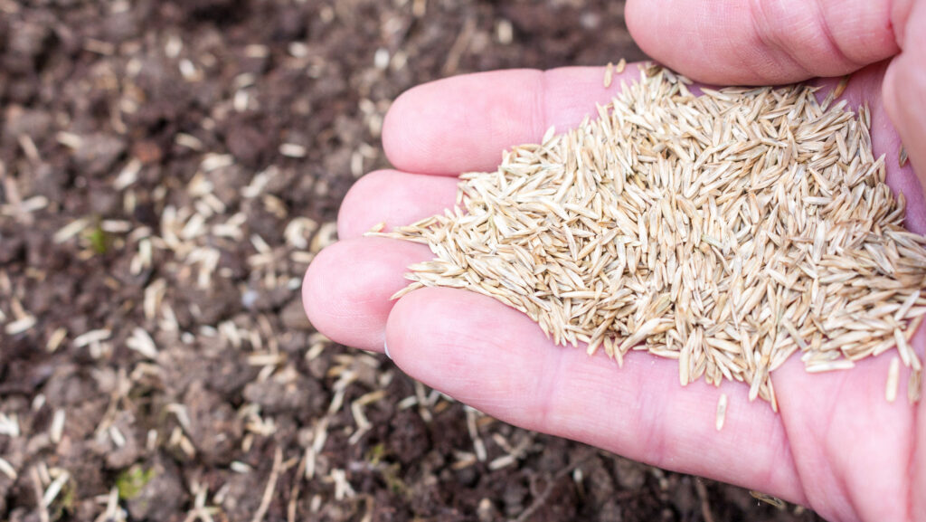 Seed Casing Seed wholesaler invests in expansion and European partnership - Farmers ...