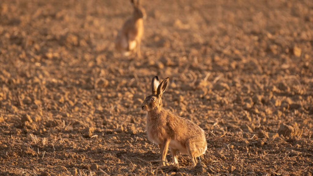 © Tim Scrivener