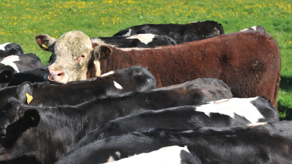 Hereford bull with heifers in a field