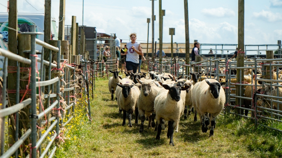 Sheep running in a farm enclosure